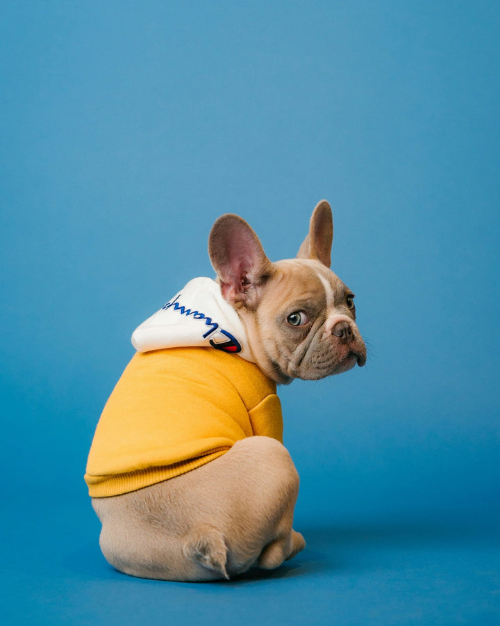 Flea & Tick Treatment
