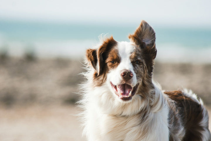 Dog Care
