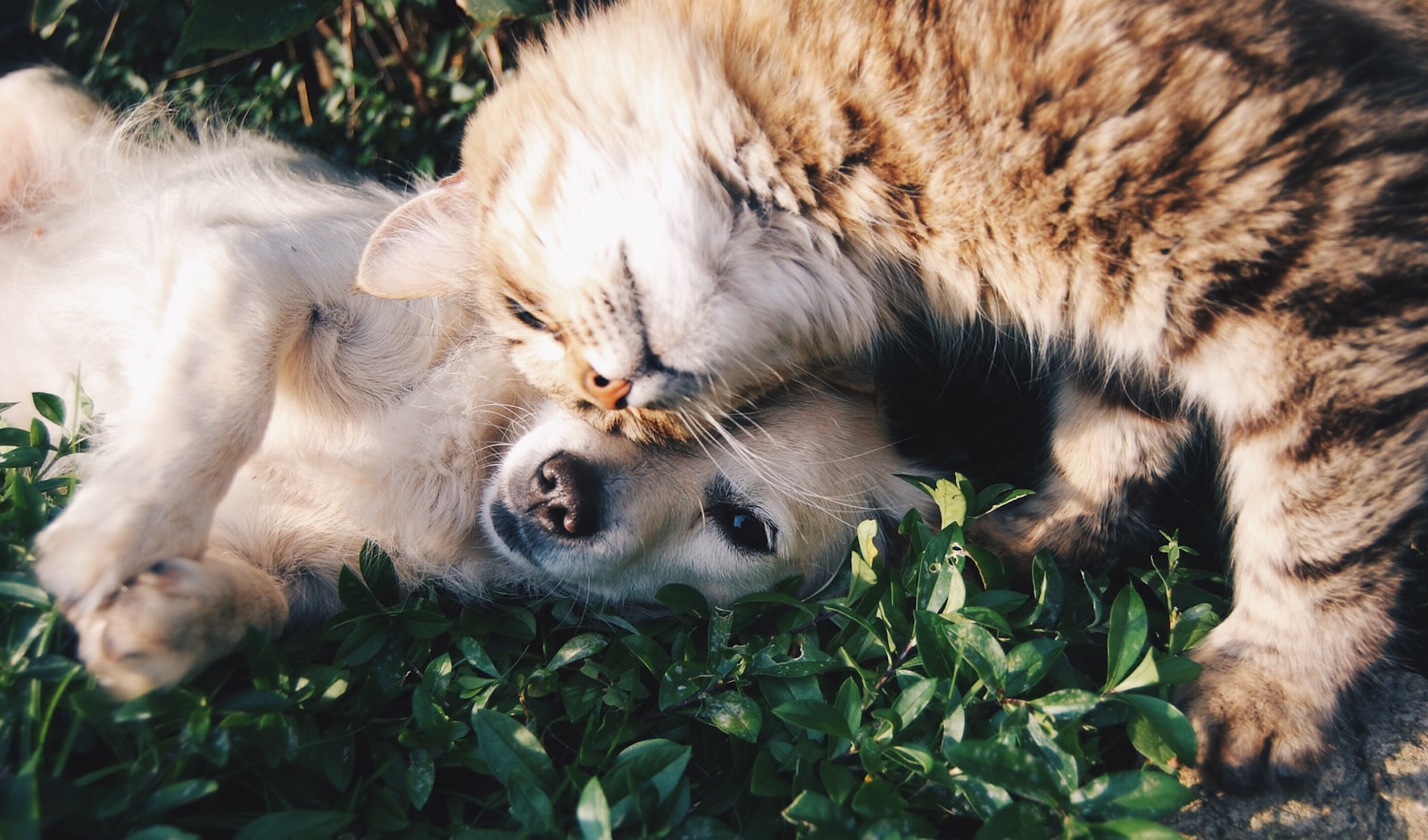 Bestselling pet products