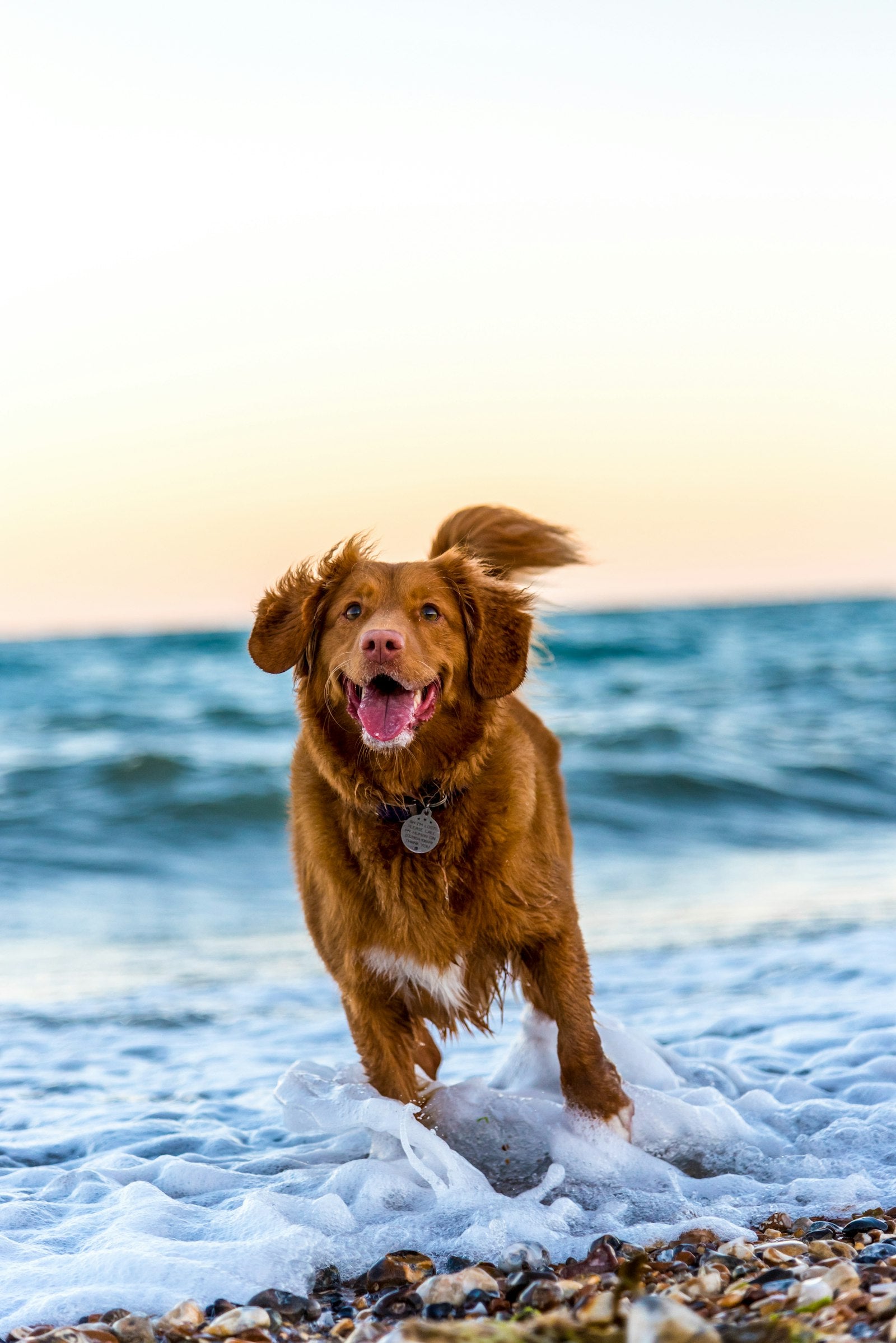 Pet toys and entertainment