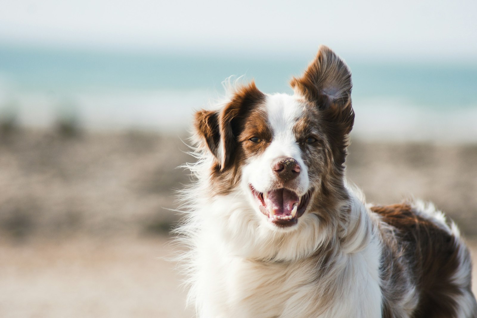 Dog care products collection