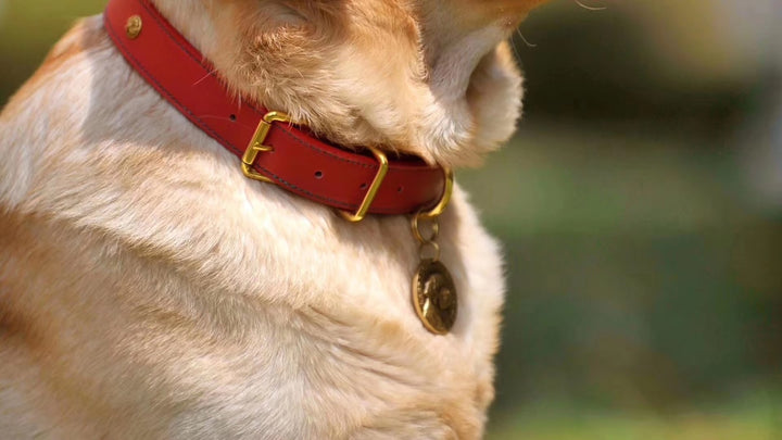 Rechargeable LED dog safety collar - red glowing collar