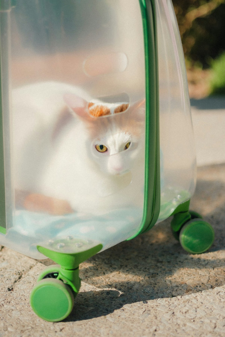 Premium pet travel carrier with cat inside